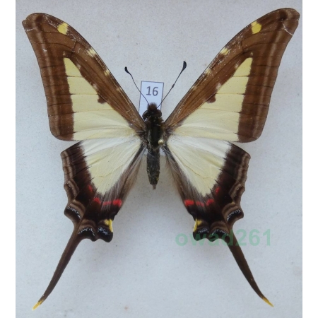 Protographium leucaspis (Godart, 1819) Peru 74mm16